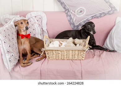 Cute Italian Greyhound Couple