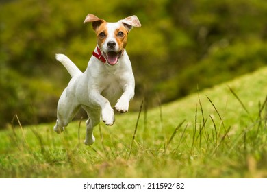 A cute Jack Russel terrier dog happily running and jumping in the summer sun, playing with its owner as a beloved pet.