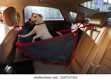 Cute Jack Russel Terrier Dog In Bag Carrier Inside Car. Pet Accessory