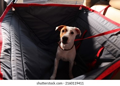 Cute Jack Russel Terrier Dog In Bag Carrier Inside Car. Pet Accessory