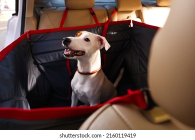 Cute Jack Russel Terrier Dog In Bag Carrier Inside Car. Pet Accessory