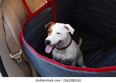 Cute Jack Russel Terrier Dog In Bag Carrier Inside Car. Pet Accessory