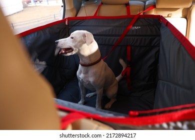 Cute Jack Russel Terrier Dog In Bag Carrier Inside Car. Pet Accessory