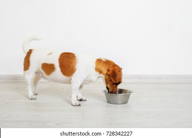 Cute jack russel terrier dog eating.