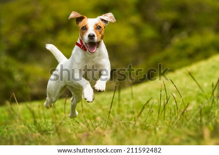 A cute Jack Russel terrier dog happily running and jumping in the summer sun, playing with its owner as a beloved pet.