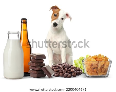 Cute Jack Russel Terrier and group of different products toxic for dog on white background