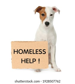 Cute Jack Russel Terrier And Piece Of Cardboad With Text Homeless Help On White Background. Lonely Pet