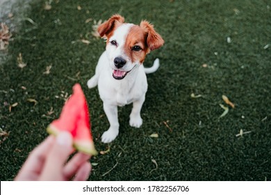 Cute Jack Russell Dog Eating Watermelon Outdoors. Woman Hand Holding Slice Of Watermelon. Summertime