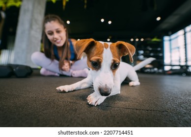 Cute Jack Russell Dog In Gym With Her Owner Woman.