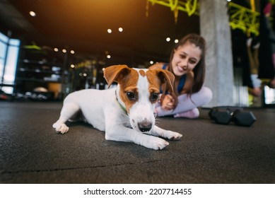 Cute Jack Russell Dog In Gym With Her Owner Woman.