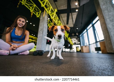 Cute Jack Russell Dog In Gym With Her Owner Woman.