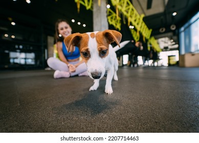 Cute Jack Russell Dog In Gym With Her Owner Woman.