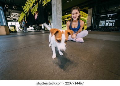 Cute Jack Russell Dog In Gym With Her Owner Woman.