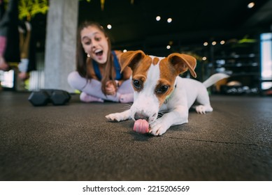 Cute Jack Russell Dog In Gym With Her Owner Woman.