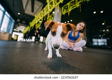 Cute Jack Russell Dog In Gym With Her Owner Woman.