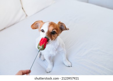 Cute Jack Russell Dog At Home Smelling Red Rose, Romance Valentines Concept