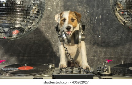a cute jack russell dog with turntable djing, a disco setting. Dj Woof