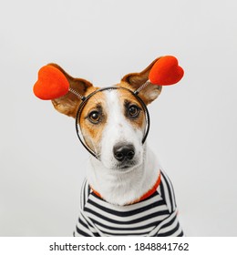 Cute Jack russell dog wearing a heart shape diadem. Valentines day concept.