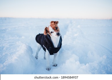 Cute Jack Russell Dog Wearing Coat Standing In Snowy Mountain. Pets And Sports In Nature. Winter Season