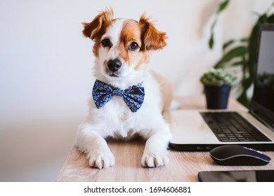 Dog Wearing Bow Tie Images Stock Photos Vectors Shutterstock