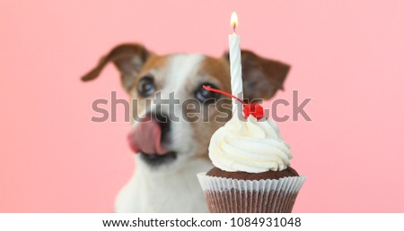 Cute jack russell look at candle in cupcake. Dog licks himself and wants to eat a cake pink background