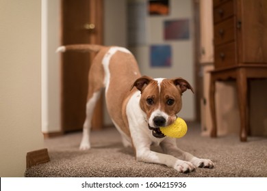 Cute Jack Russell Puppy Playing With Yellow Toy Inside Home