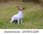A cute Jack Russell Terrier dog walks in a clearing in the forest. Pet portrait with selective focus and copy space for text