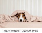 Cute Jack Russell Terrier dog lying on a bed, covered by a soft beige blanket. Funny puppy with brown and white fur, is peeking out from under the blanket, resting on the bed. Cozy home vibe