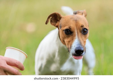 A cute Jack Russell Terrier dog drinks water from a paper cup in nature. Pet portrait with selective focus and copy space for text