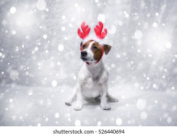 Cute Jack Russell Terrier Dog With Christmas Antlers