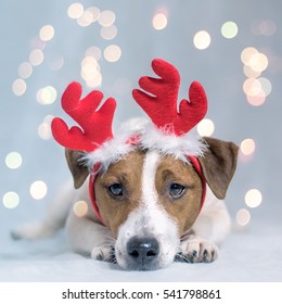 Cute Jack Russell Terrier Dog With Christmas Antlers