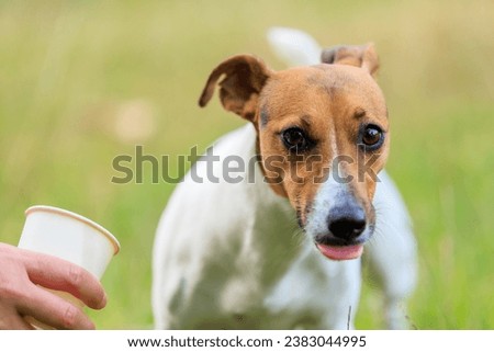 A cute Jack Russell Terrier dog drinks water from a paper cup in nature. Pet portrait with selective focus and copy space for text