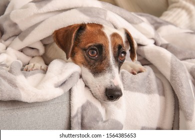 Cute Jack Russell Terrier lying on sofa at home - Shutterstock ID 1564385653