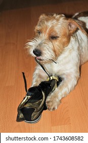 Cute Jack Russell Terrier Puppy Chewed Off His Shoes.a Dog's Life And Games At Home.