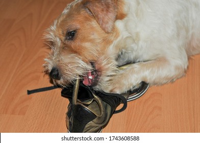 Cute Jack Russell Terrier Puppy Chewed Off His Shoes.a Dog's Life And Games At Home.