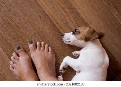 Cute Jack Russell Terrier Puppy Falls Asleep On A Wooden Brown Background Only The Front Paws And Head Near The Feet Of The Mistress With A Multi-colored Pedicure