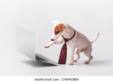 Cute jack russell terrier wear tie use floating laptop isolated on white background, pet dog type on computer hard work conceptual by pet
