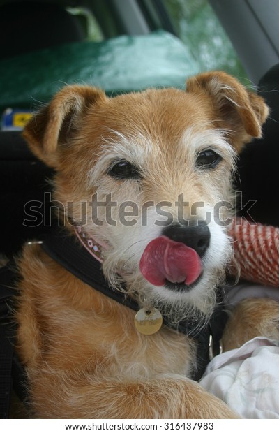 Cute Jack Russell Yorkshire Terrier Dog Stock Photo Edit Now