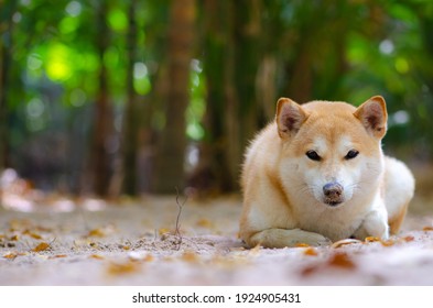 寝てる 柴犬 の写真素材 画像 写真 Shutterstock