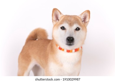 笑う犬 の画像 写真素材 ベクター画像 Shutterstock