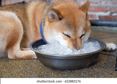 Cute Japanese Shiba Inu Dog Lying on a floor and put his face into ice bucket because of Hot weather. Summer Season, Thailand