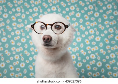 Cute Japanese Spitz Dog With Glasses