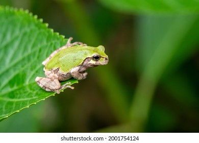 Cute Japanese tree frog rest on green leaf in a forest - Powered by Shutterstock