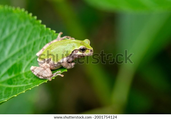 Cute\
Japanese tree frog rest on green leaf in a\
forest