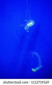 cute jelly fish and solid background water