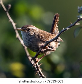 Cute Jenny Wren. UK