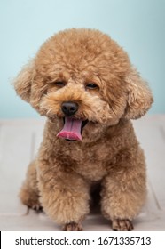 purebred toy poodle
