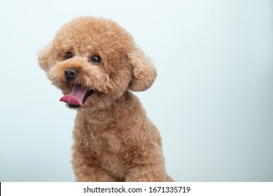 purebred toy poodle