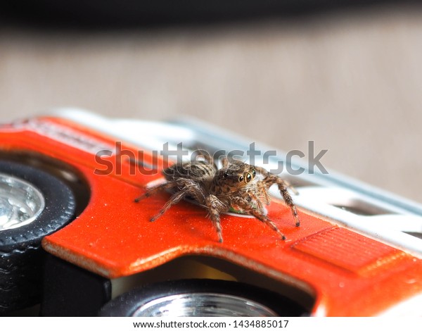 Cute jumper spider on toy car\
