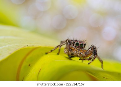 Cute Jumping Spider Eyes On A Green Leaf With A Bokeh Background